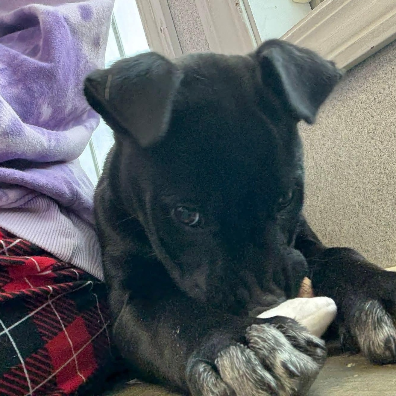 Enlarge Harrison , an adopted Mixed Breed in Northwood, NH image 2/3