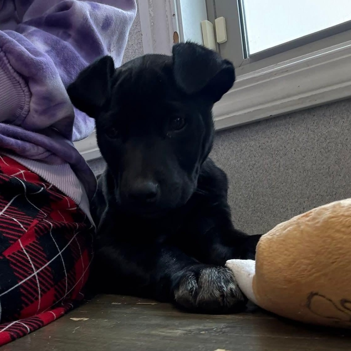 Enlarge Harrison , an adopted Mixed Breed in Northwood, NH image 1/3