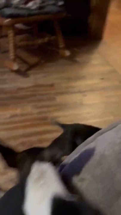 Enlarge Harrison , an adopted Mixed Breed in Northwood, NH video 3/3