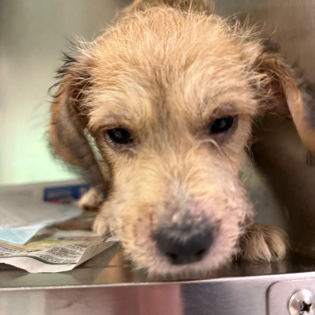 Enlarge Hook, a Adoptable Mixed Breed in Charleston, WV image 1/2