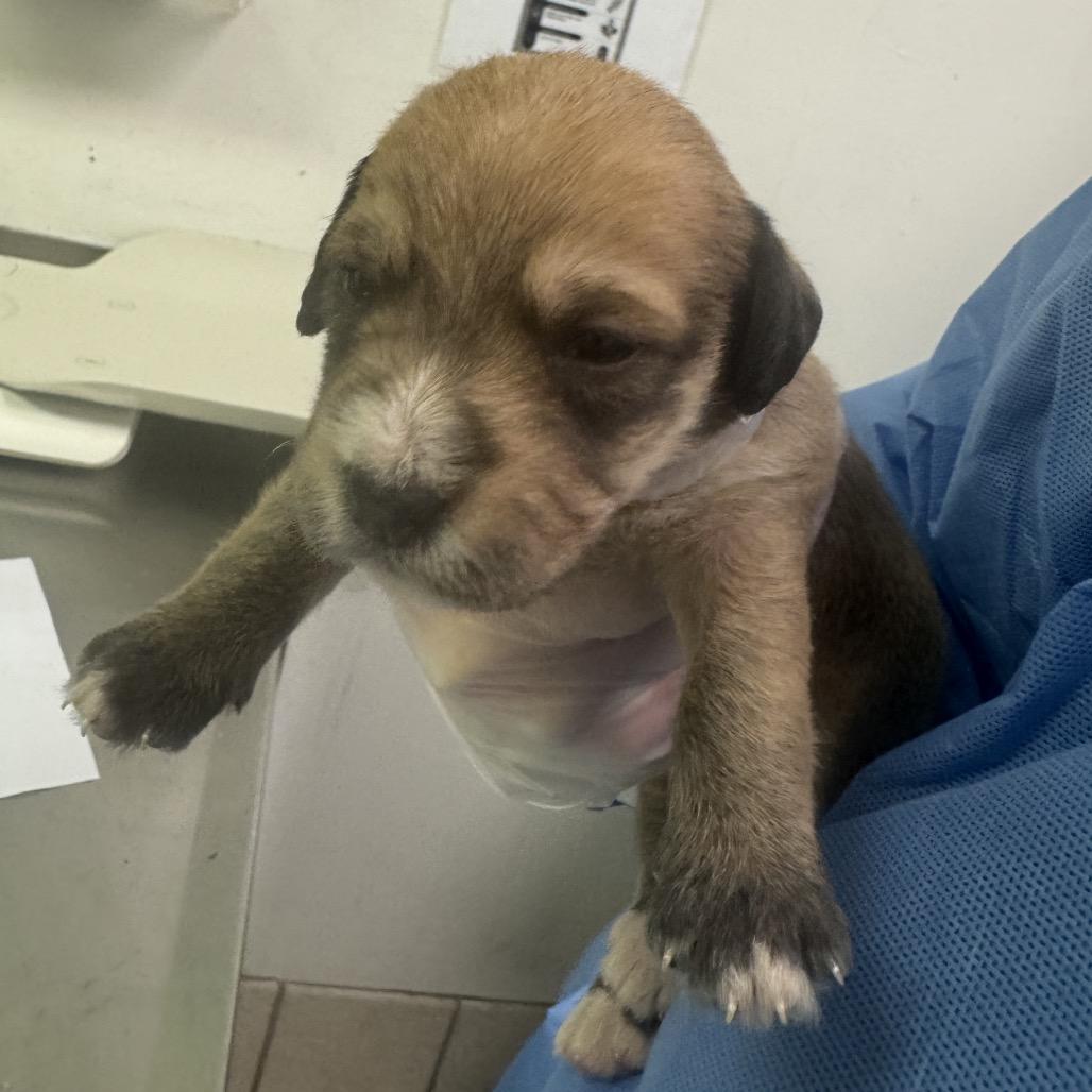 Enlarge Hook, a Adoptable Mixed Breed in Charleston, WV image 2/2