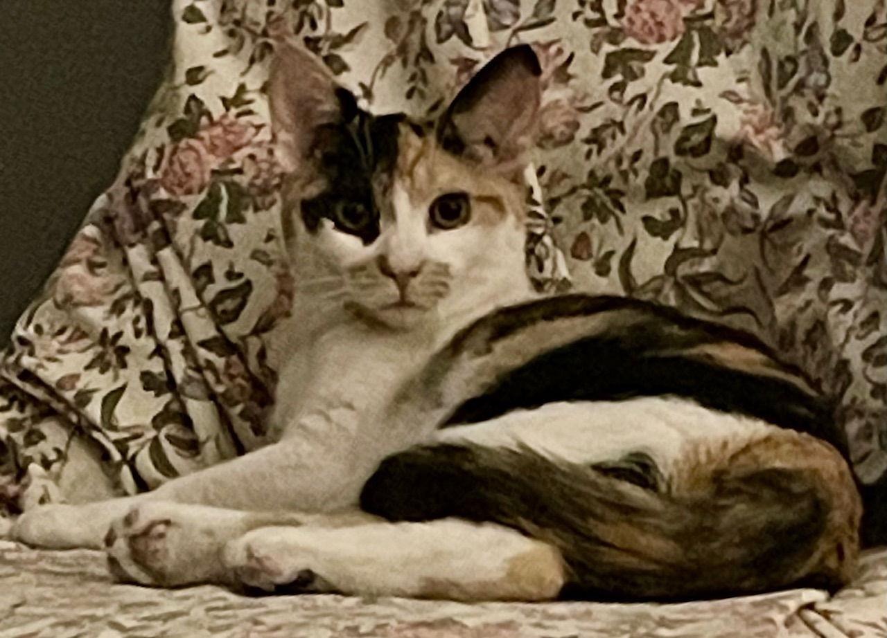 Butter, a Adoptable Calico in Philadelphia, PA image 1/3