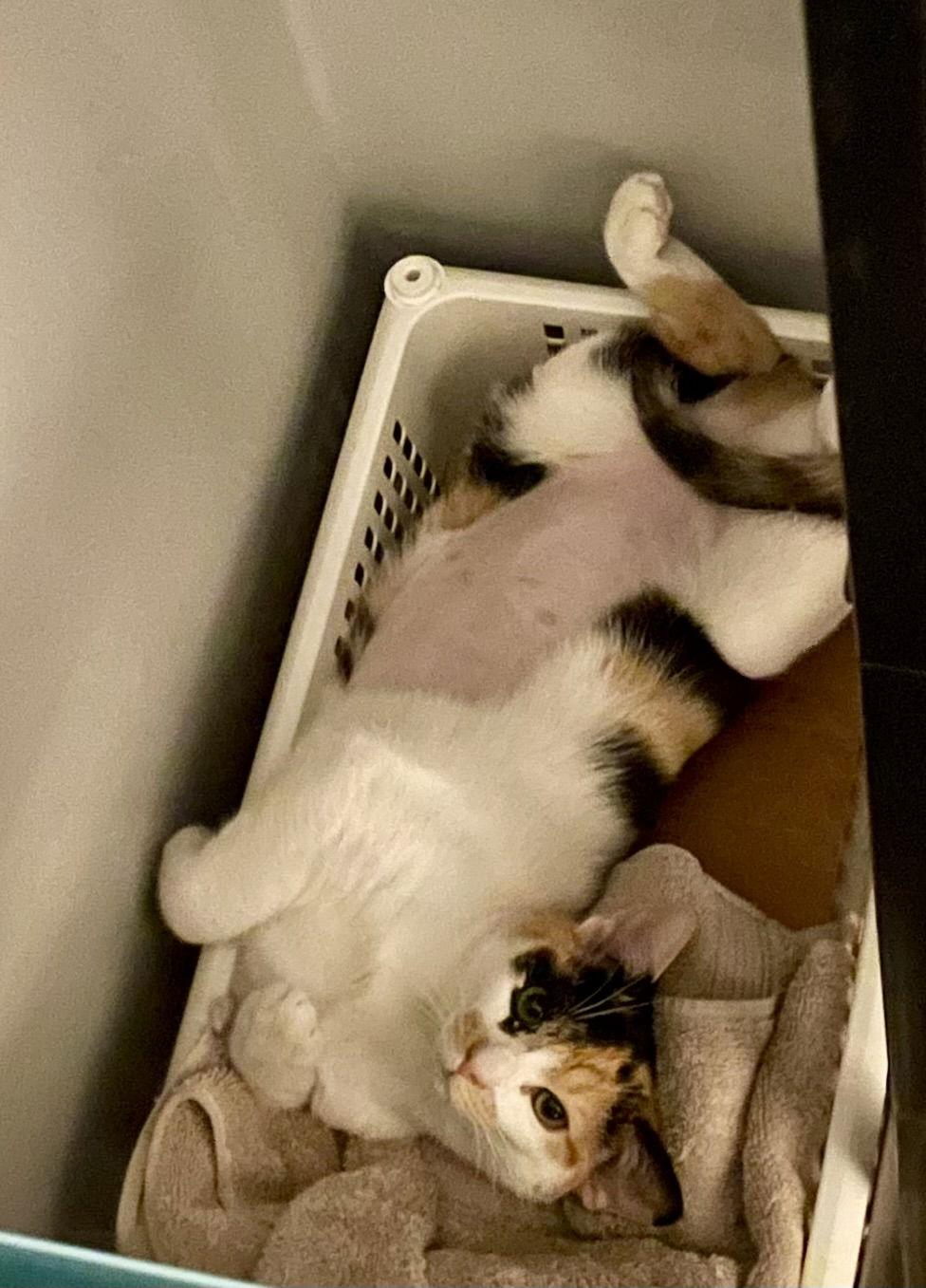 Butter, a Adoptable Calico in Philadelphia, PA image 2/3