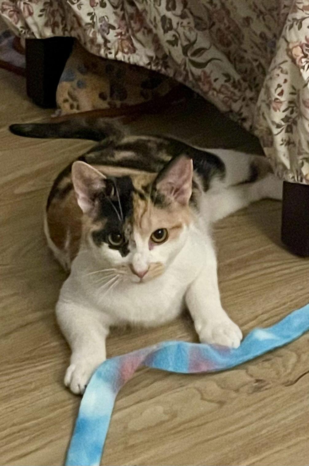Butter, a Adoptable Calico in Philadelphia, PA image 3/3