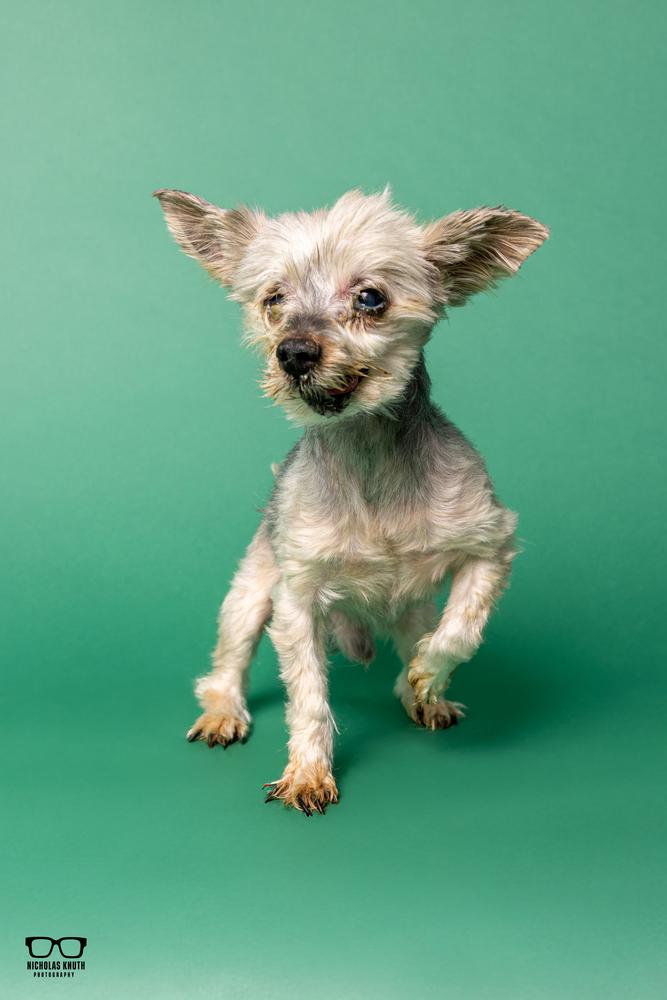 Enlarge Gizmo, a Adoptable Yorkshire Terrier in Palatine, IL image 1/6