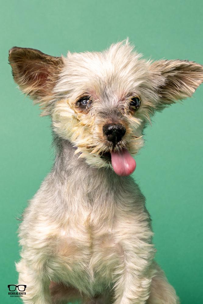 Enlarge Gizmo, a Adoptable Yorkshire Terrier in Palatine, IL image 2/6