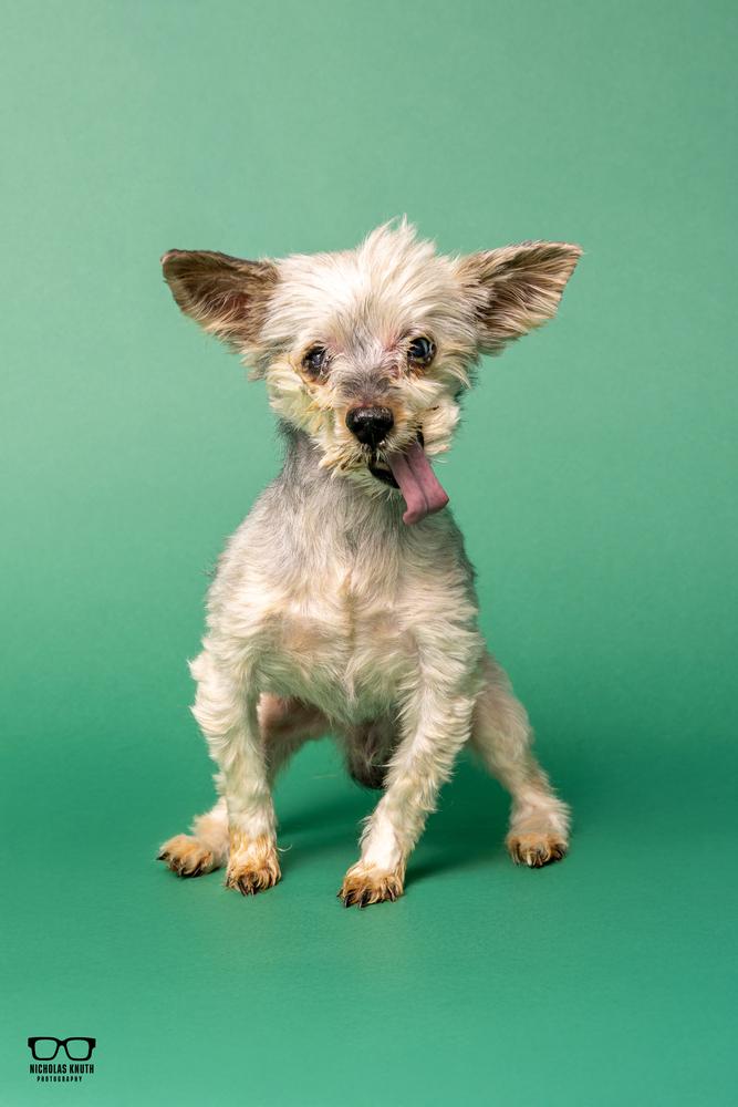 Enlarge Gizmo, a Adoptable Yorkshire Terrier in Palatine, IL image 3/6