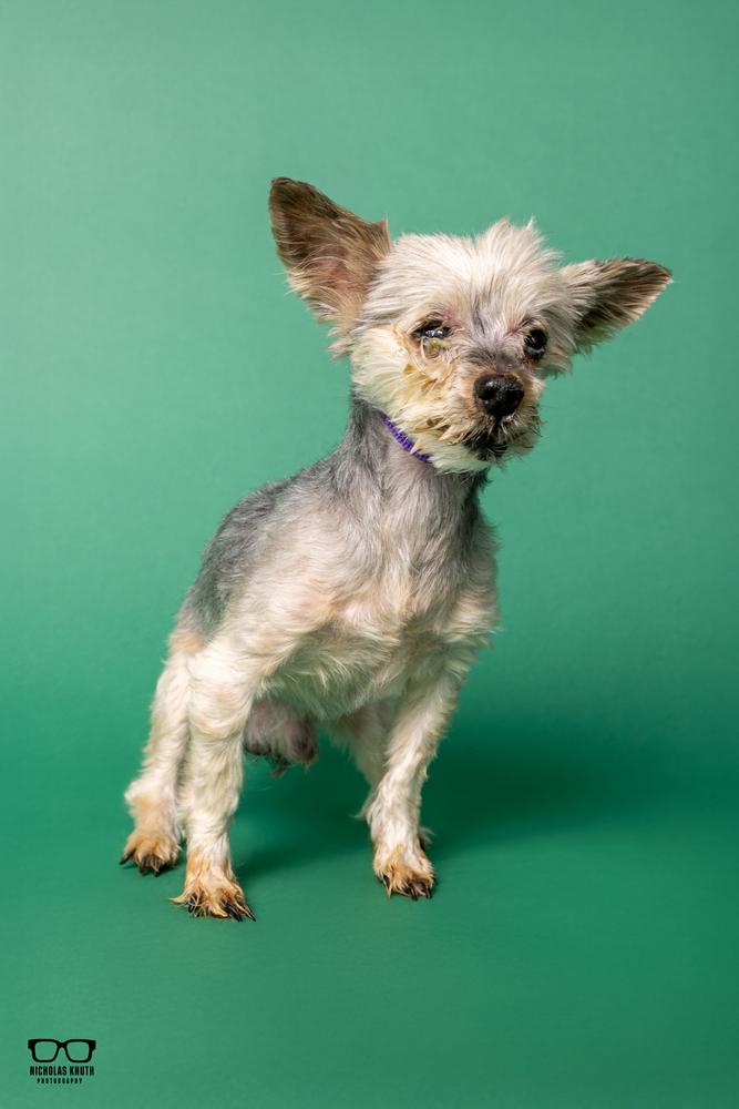 Enlarge Gizmo, a Adoptable Yorkshire Terrier in Palatine, IL image 4/6
