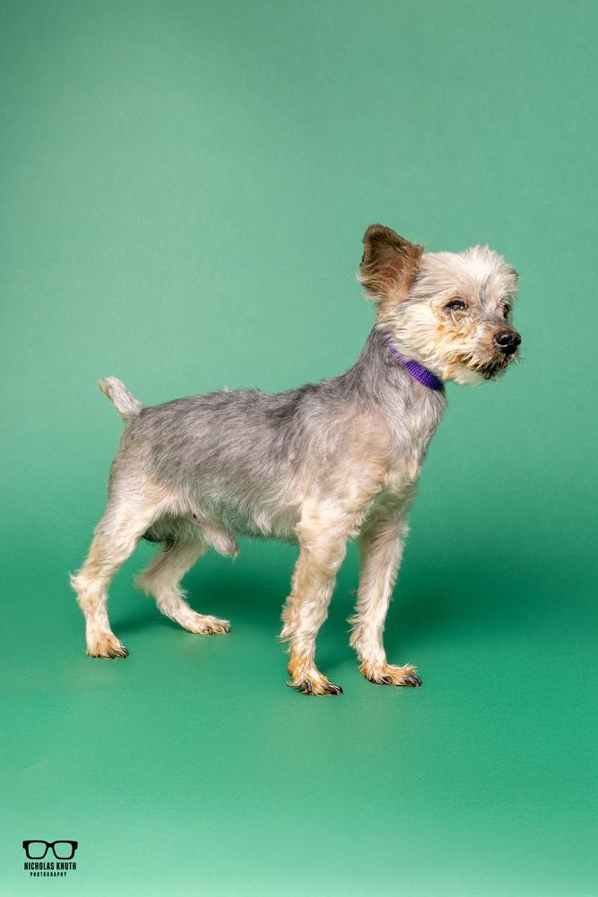 Enlarge Gizmo, a Adoptable Yorkshire Terrier in Palatine, IL image 5/6
