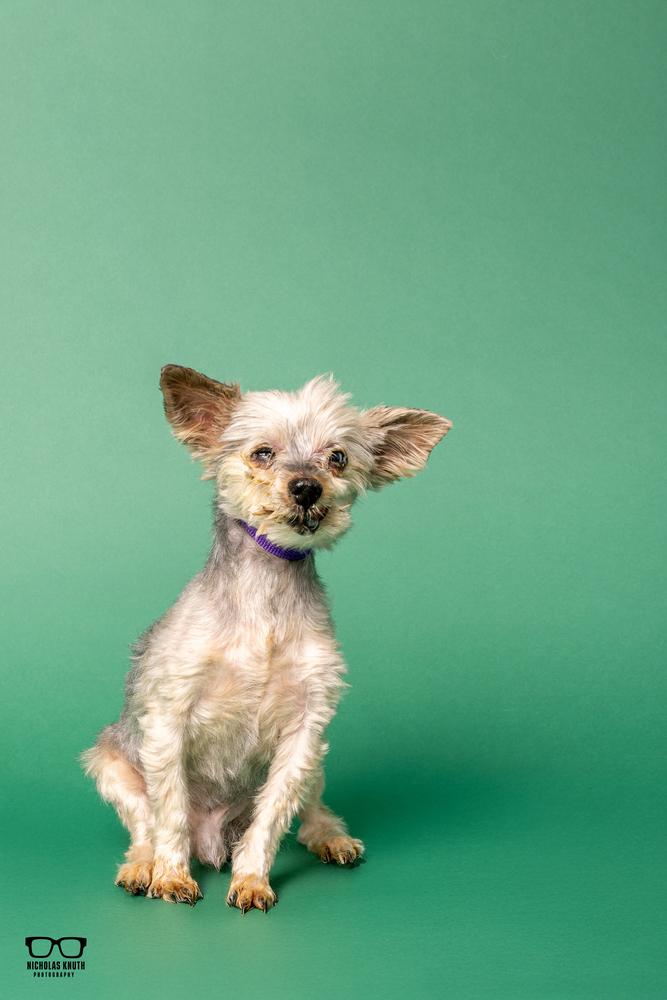 Enlarge Gizmo, a Adoptable Yorkshire Terrier in Palatine, IL image 6/6