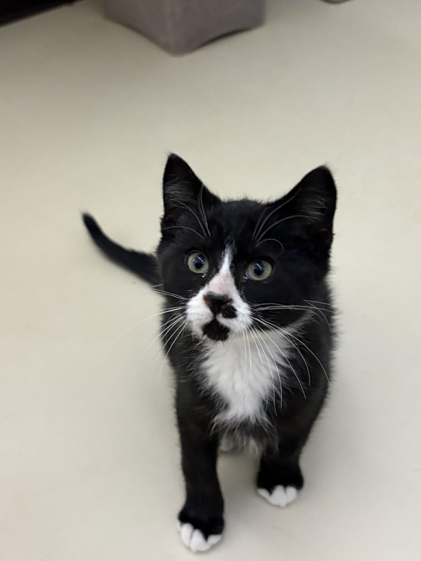 Stache, ADOPTABLE, Young Male Domestic Short Hair.