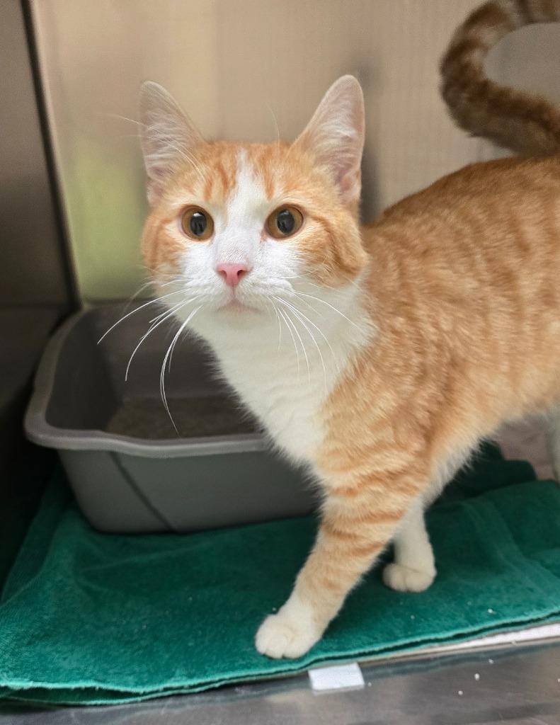 Enlarge Blizzard, a Adopted mixed breed in Pratt, KS image 1/1