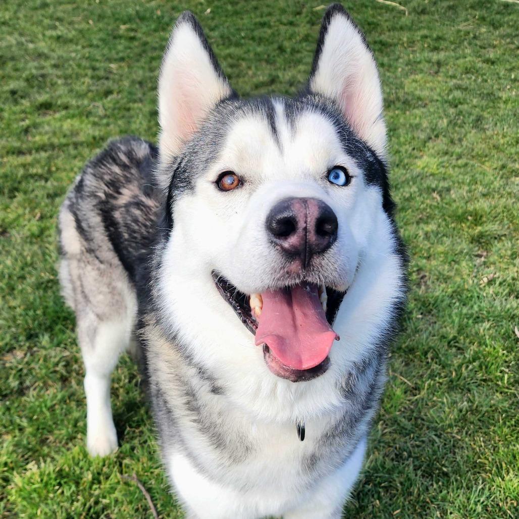 Chance, a Adoptable Mixed Breed in Medford, OR image 1/4