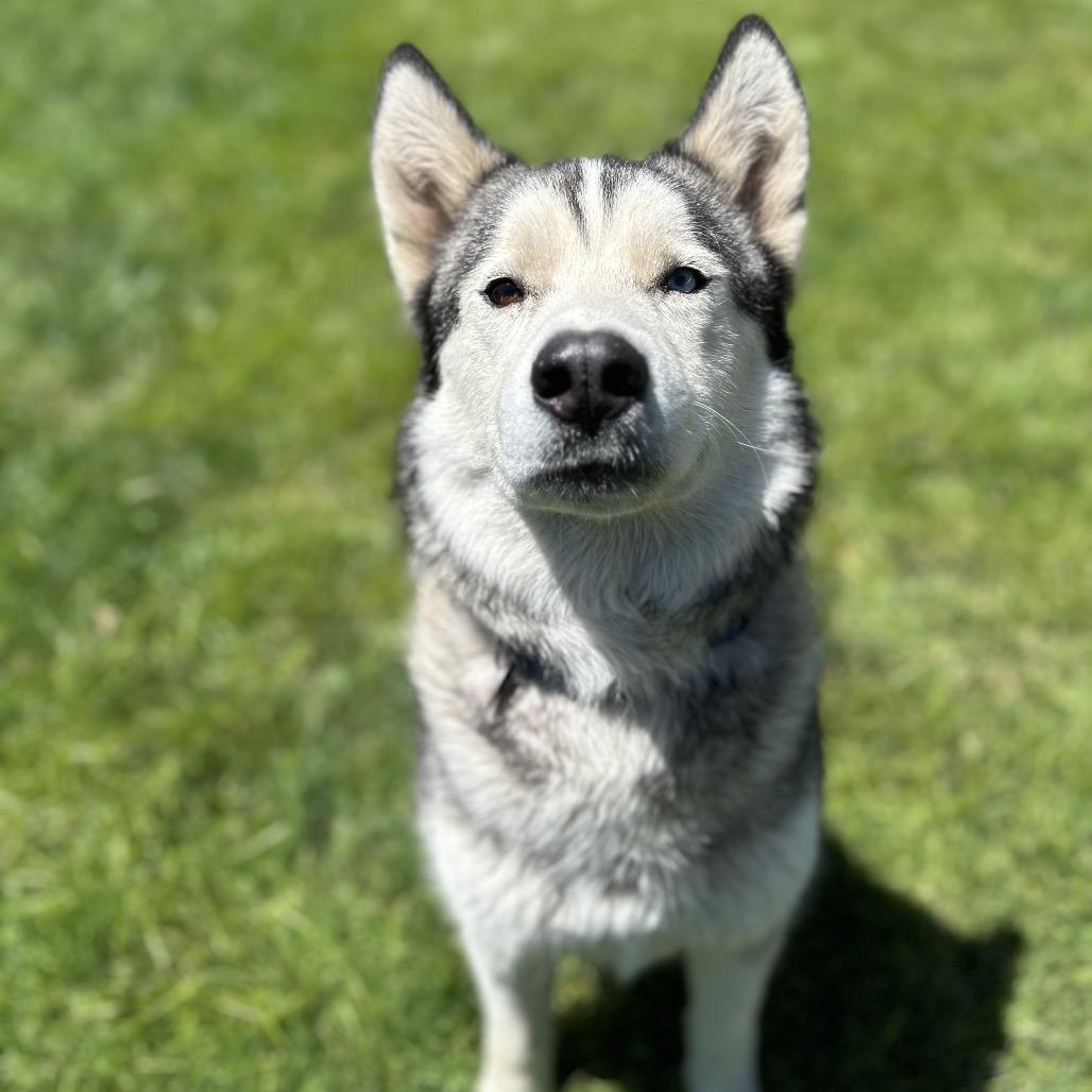 Chance, a Adoptable Mixed Breed in Medford, OR image 2/4
