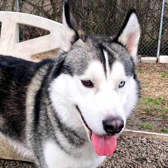 Chance, a Adoptable Mixed Breed in Medford, OR image 4/4