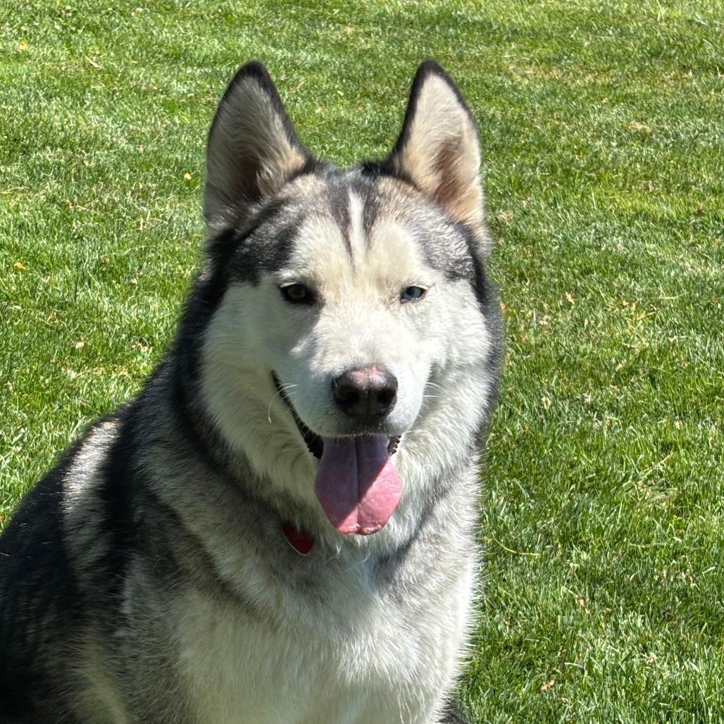 Enlarge Chance, a Adoptable Mixed Breed in Medford, OR image 4/4