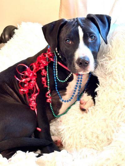 Enlarge Hans, a Adoptable mixed breed in Jacksonville, FL image 1/1