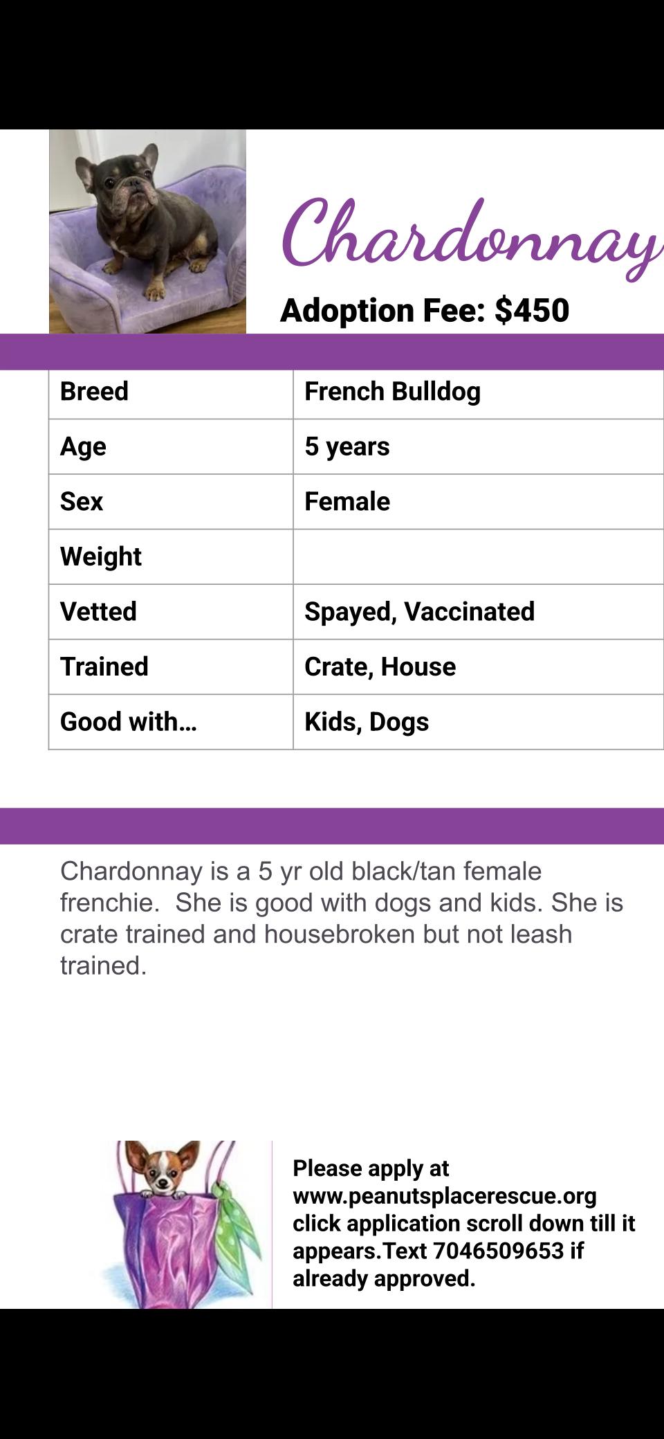 Enlarge Chardonnay, a Adoptable French Bulldog in Matthews, NC image 2/2