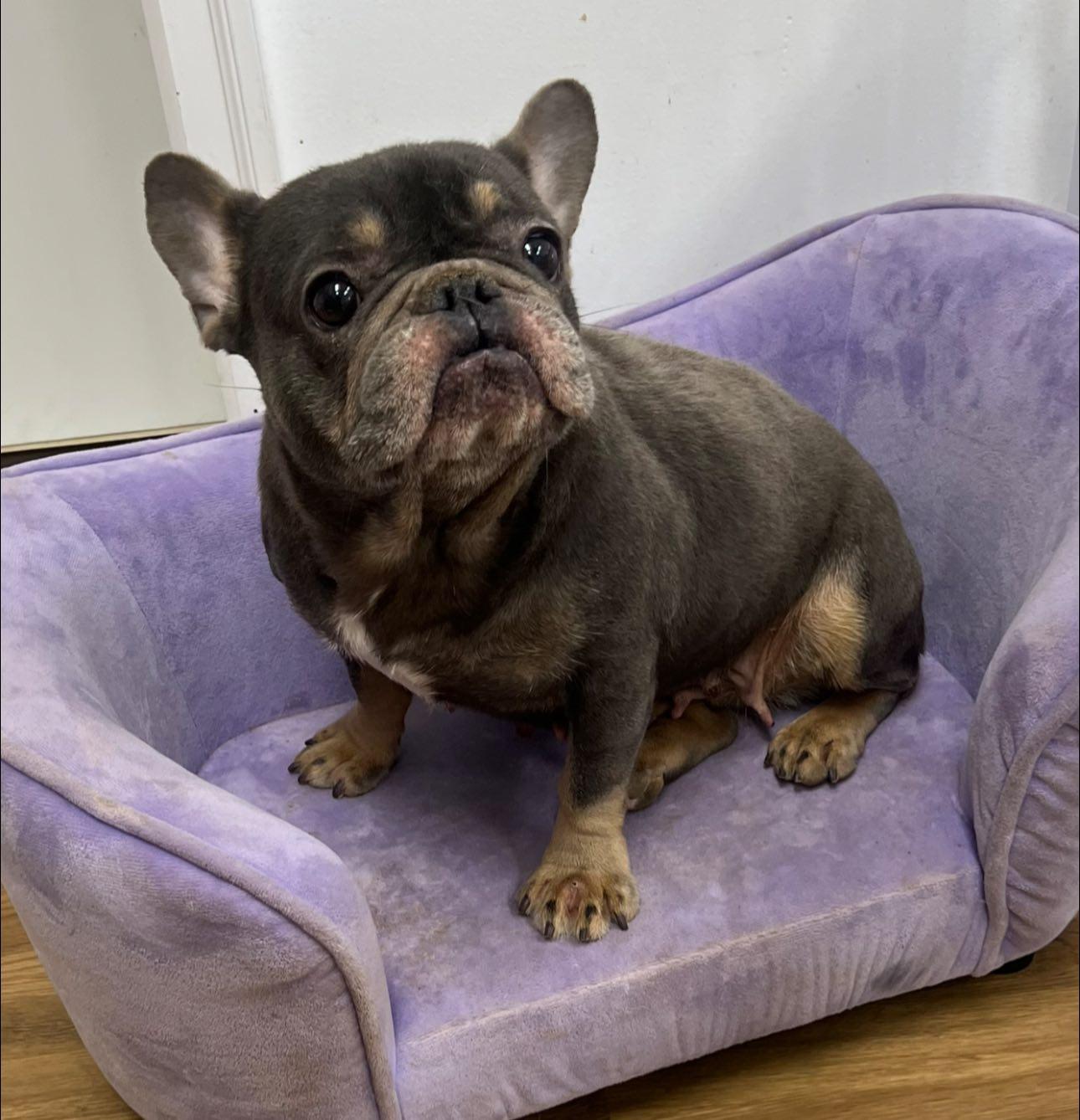 Chardonnay, Adoptable, Adult Female French Bulldog.