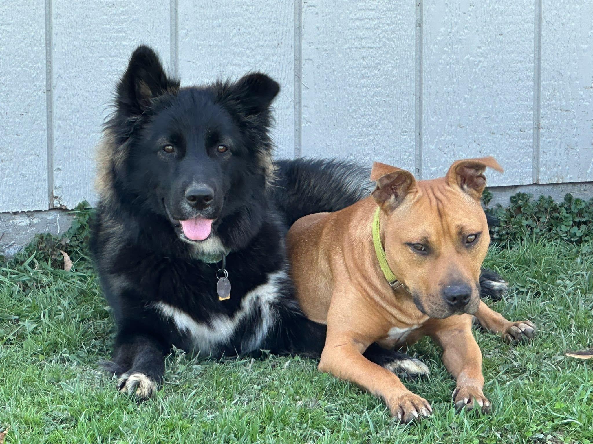 Rudy, a Adoptable mixed breed in Cleveland, OH image 2/6