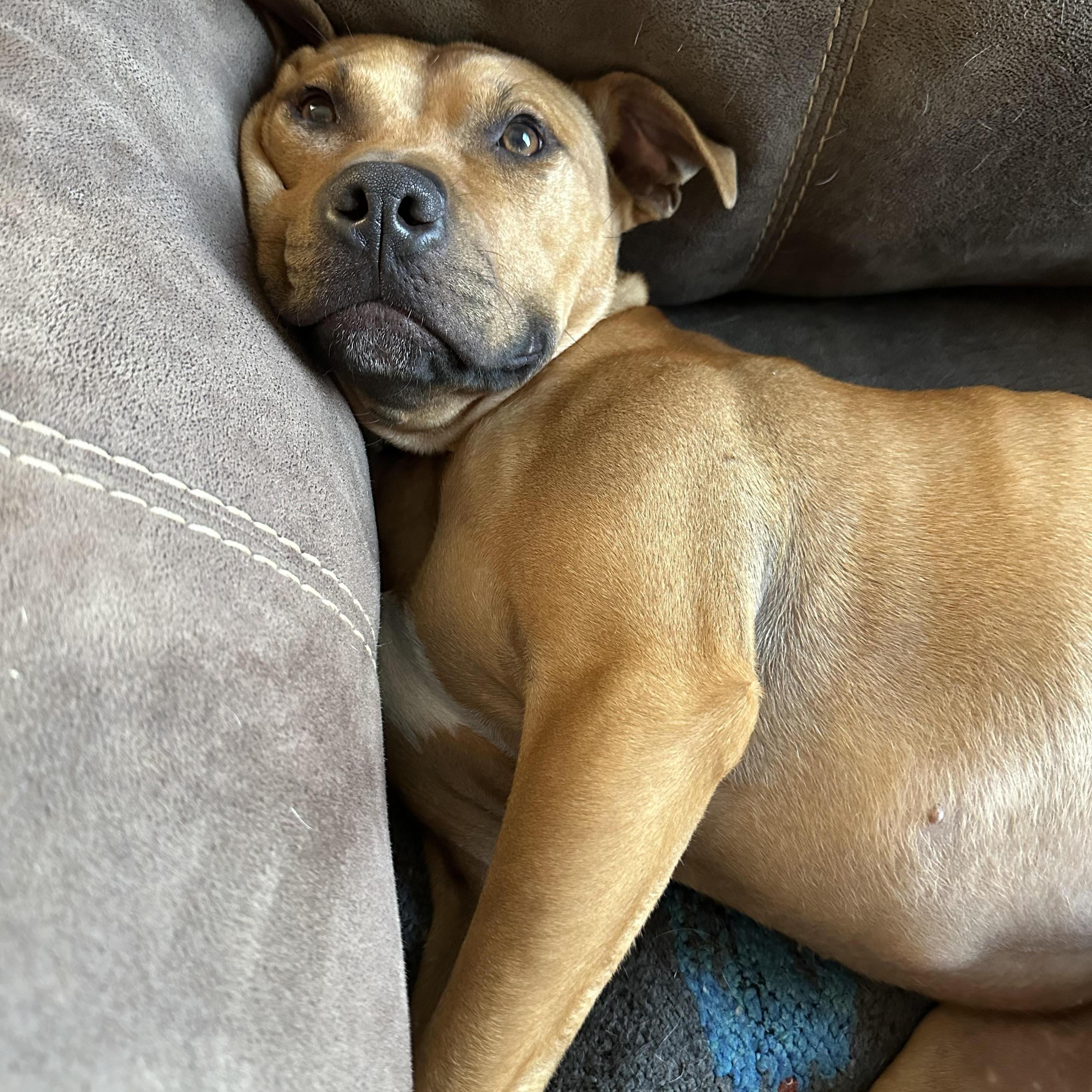 Rudy, a Adoptable mixed breed in Cleveland, OH image 3/6