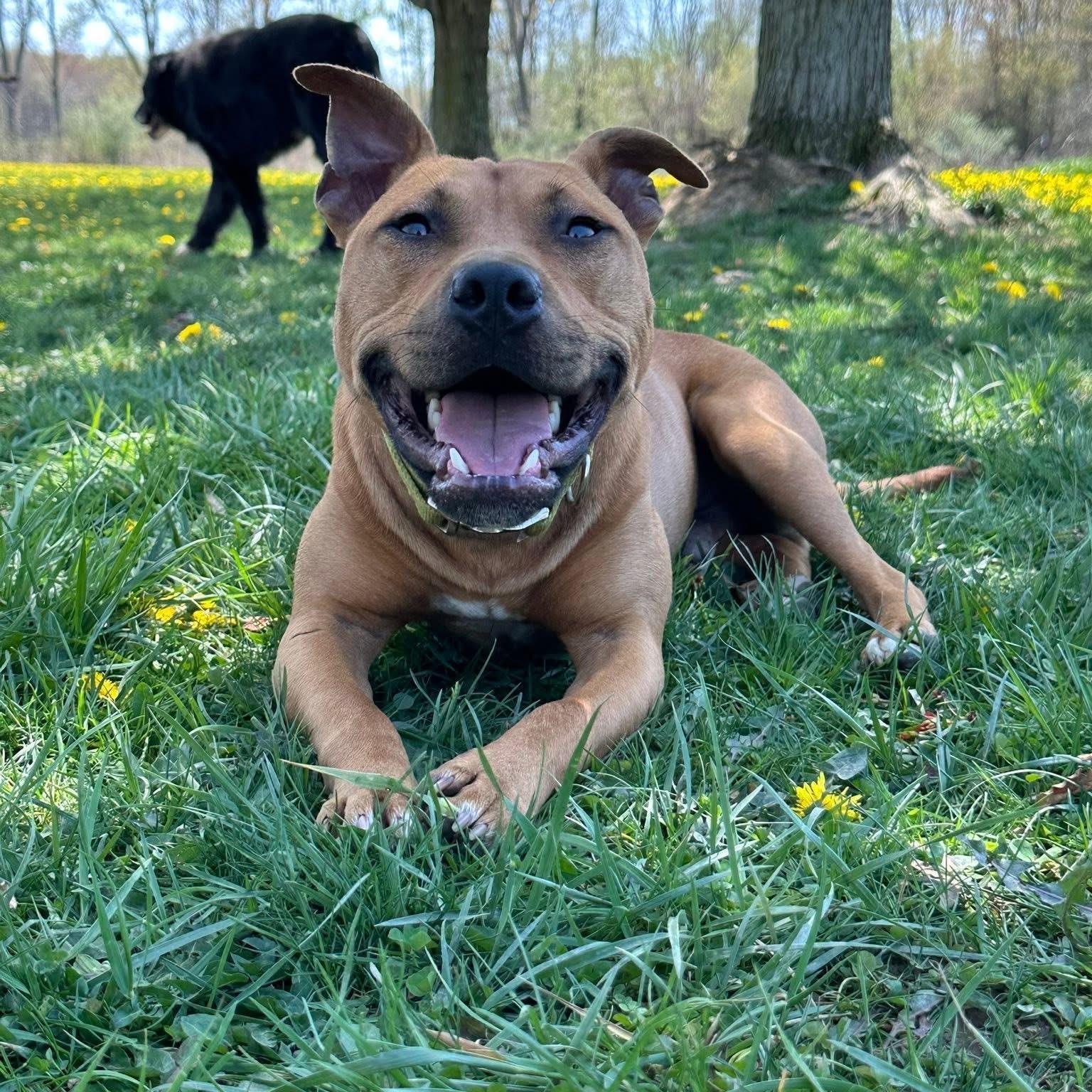 Rudy, a Adoptable mixed breed in Cleveland, OH image 4/6
