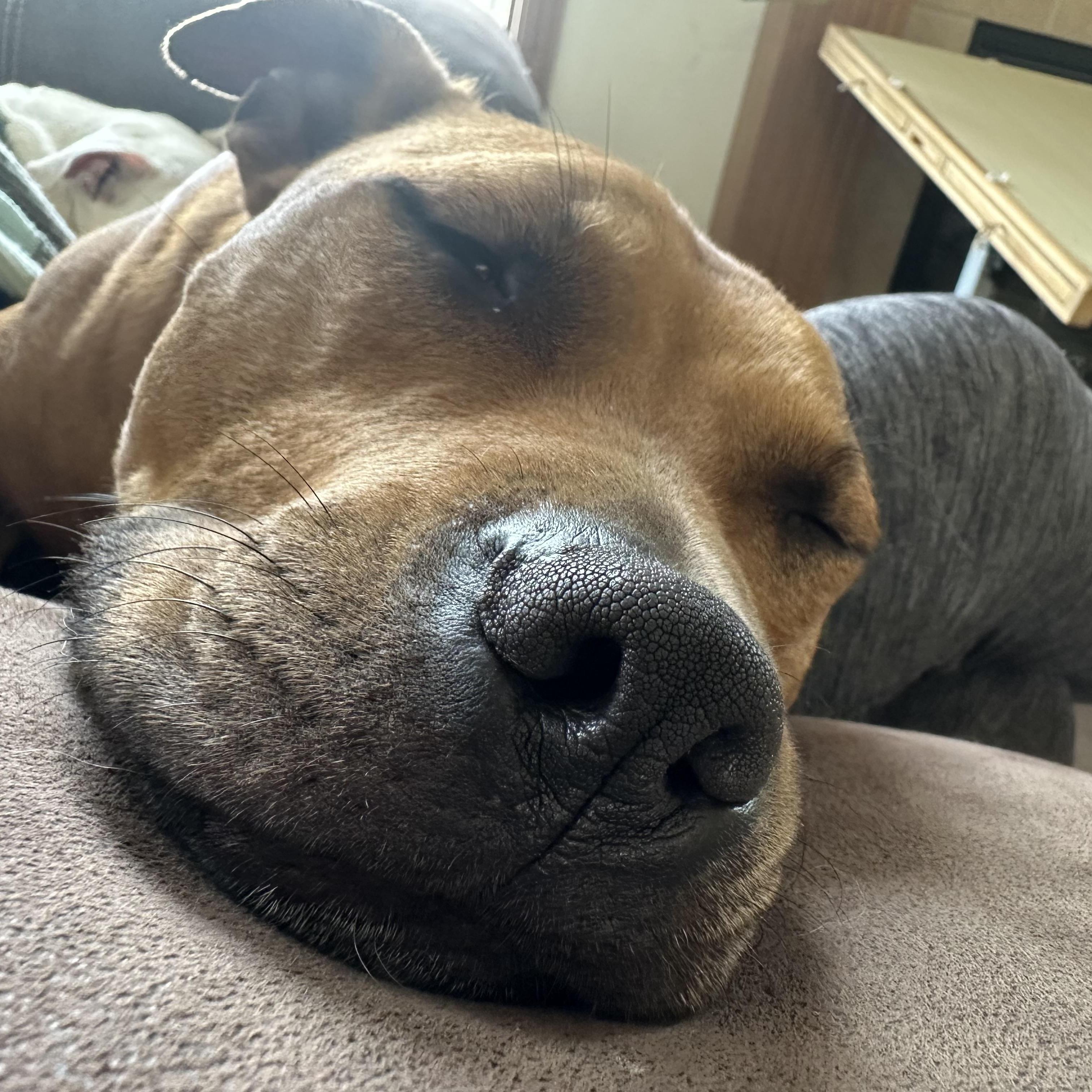 Rudy, a Adoptable mixed breed in Cleveland, OH image 5/6