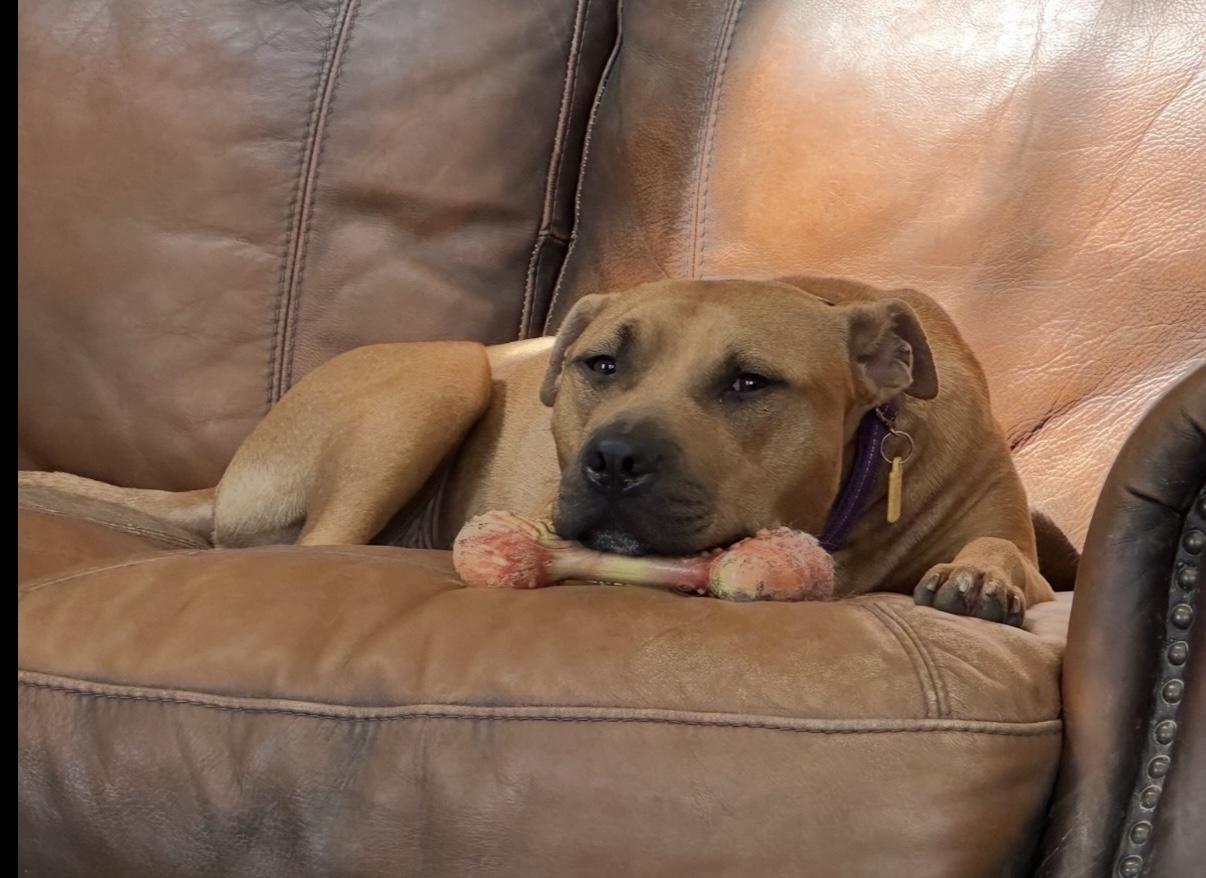 Rudy, a Adoptable mixed breed in Cleveland, OH image 1/6