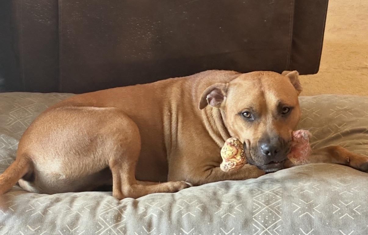 Rudy, a Adoptable mixed breed in Cleveland, OH image 6/6