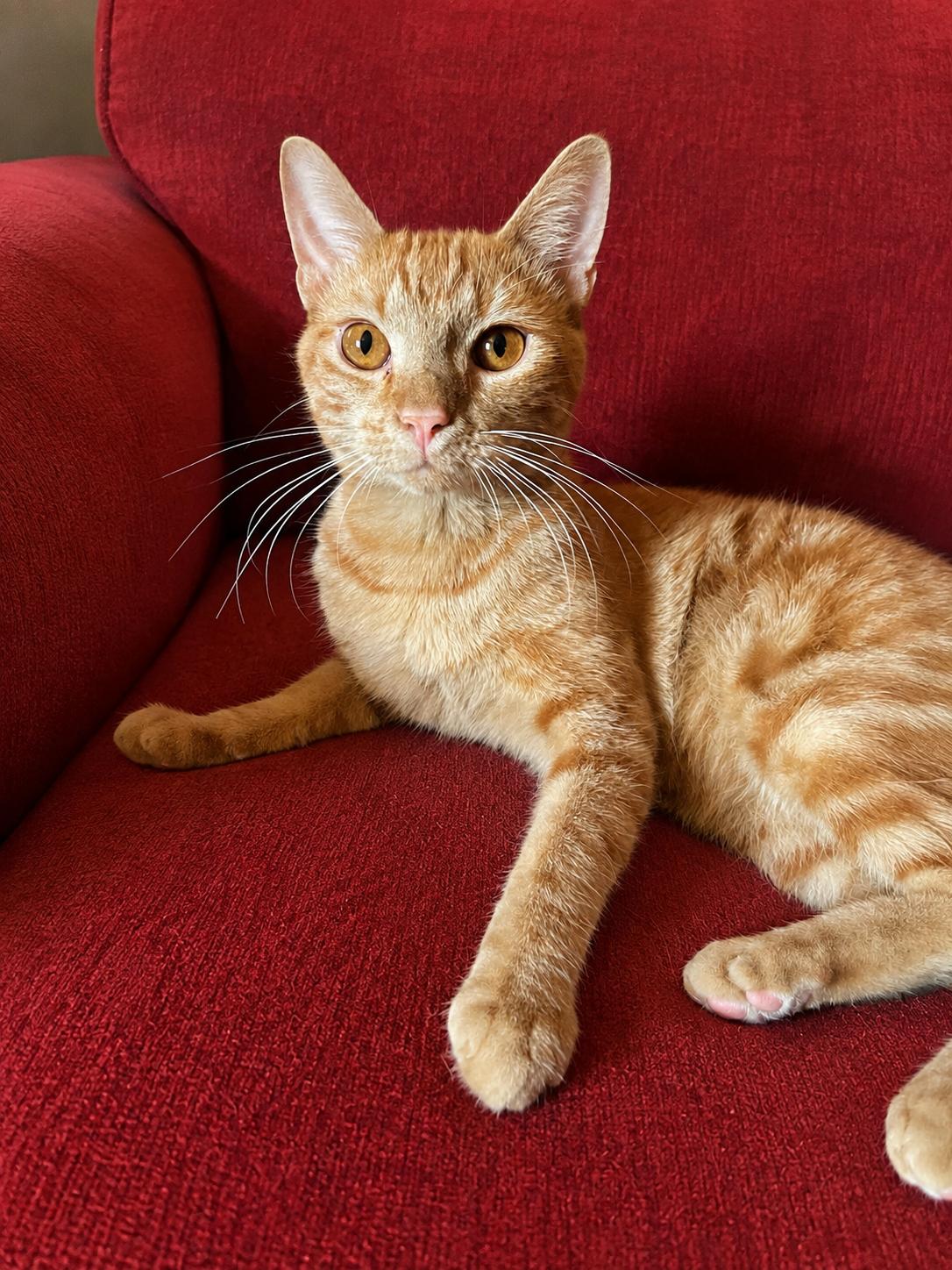 Enlarge Meow Meow, a Adopted Domestic Short Hair in Seattle, WA image 1/2