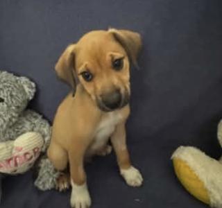 Austin, Adoptable, Puppy Male American Staffordshire Terrier.