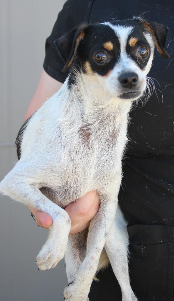 Enlarge Jacob, a Adoptable mixed breed in Vacaville, CA image 1/1