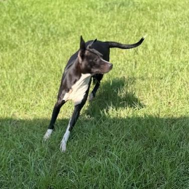 Kloee, Adoptable, Adult Female Pit Bull Terrier.