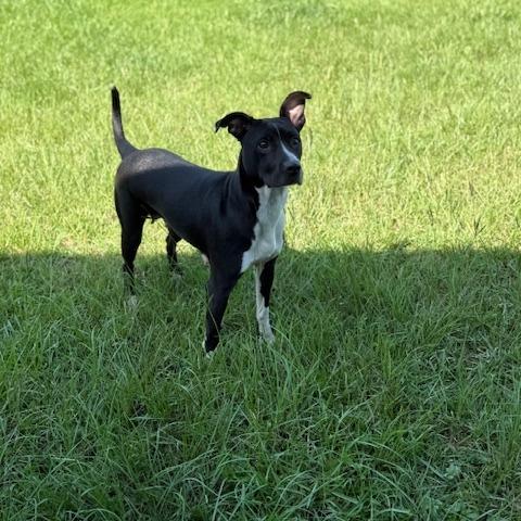 Enlarge Kloee, a Adoptable Pit Bull Terrier in Ludowici, GA image 2/4
