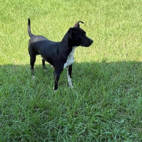Enlarge Kloee, a Adoptable Pit Bull Terrier in Ludowici, GA image 3/4
