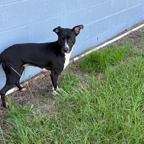 Enlarge Kloee, a Adoptable Pit Bull Terrier in Ludowici, GA image 4/4