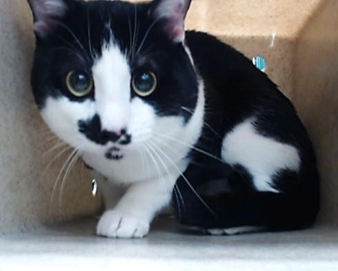 Enlarge ELVIS, a Adoptable Domestic Short Hair in Downey, CA image 1/1