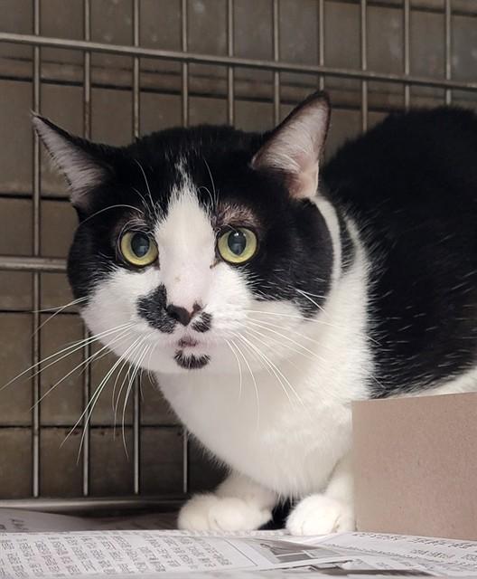 ELVIS, Adoptable, Young Male Domestic Short Hair.