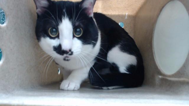 ELVIS, Adoptable, Young Male Domestic Short Hair.