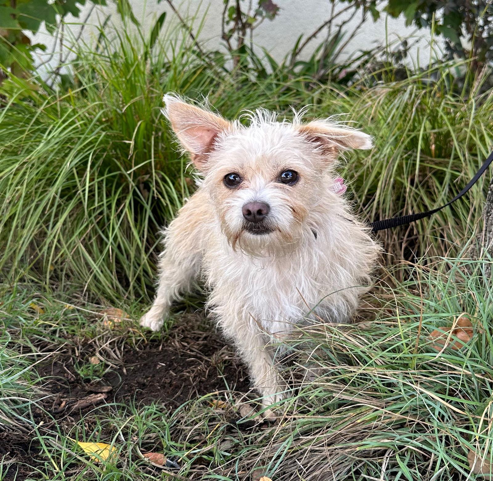 Smurfette, a Adoptable mixed breed in Palo Alto, CA image 1/3