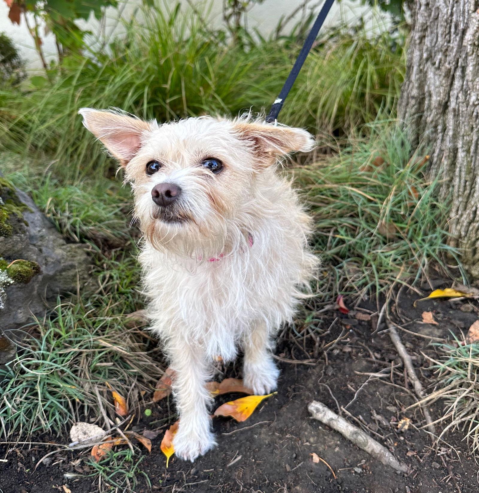 Smurfette, a Adoptable mixed breed in Palo Alto, CA image 2/3