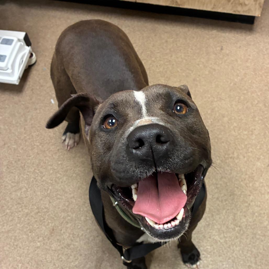 Smiley, Adoptable, Adult Female Pit Bull Terrier.