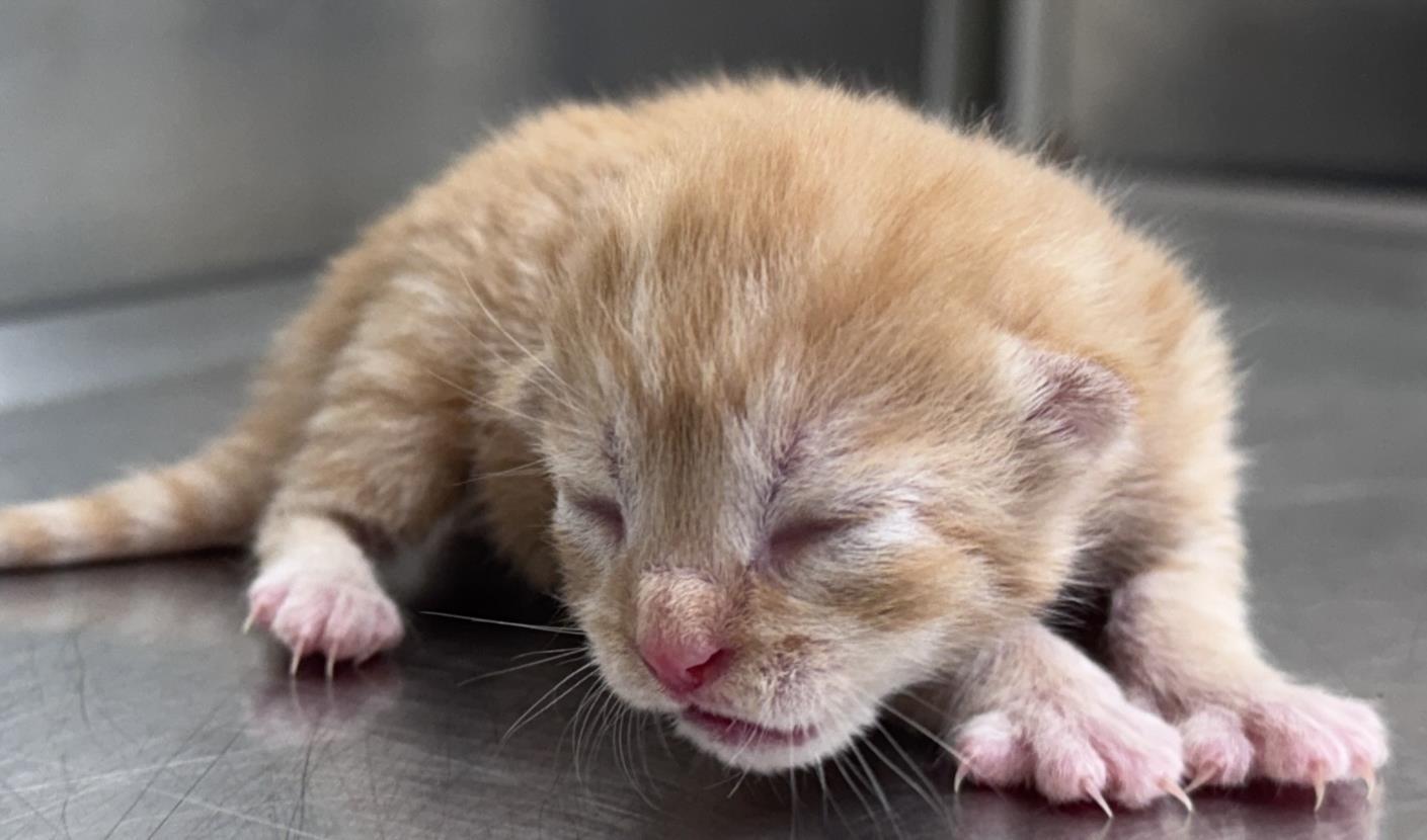 OATMEAL, Adoptable, Young Male Domestic Short Hair.