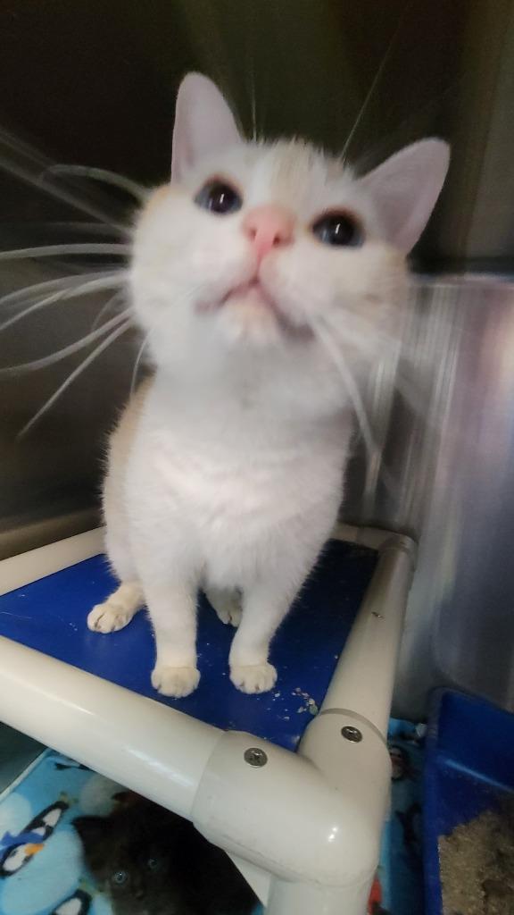 Enlarge Peaches, a Adoptable mixed breed in Virginia, MN image 1/1