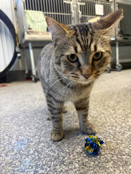 Enlarge Rosso, a Adoptable mixed breed in Shawano, WI image 2/2