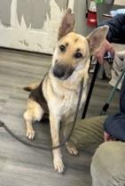 Elizabeth, Adoptable, Adult Female German Shepherd Dog.