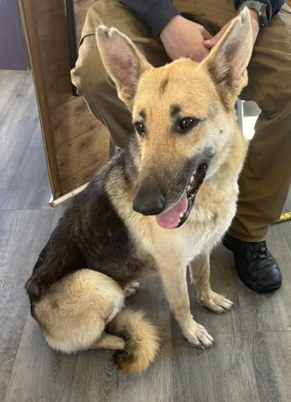 Enlarge Elizabeth, a Adoptable German Shepherd Dog in West Memphis, AR image 2/2