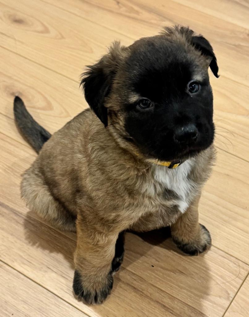 Enlarge Rex, a Adopted mixed breed in Little Rock, AR image 1/3