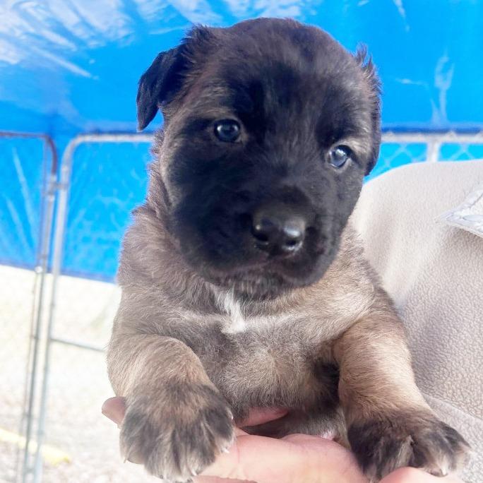 Enlarge Rex, a Adopted mixed breed in Little Rock, AR image 3/3