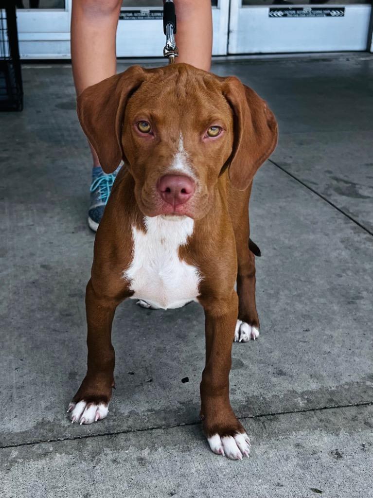 Winston, a Adoptable mixed breed in Claremore, OK image 1/6